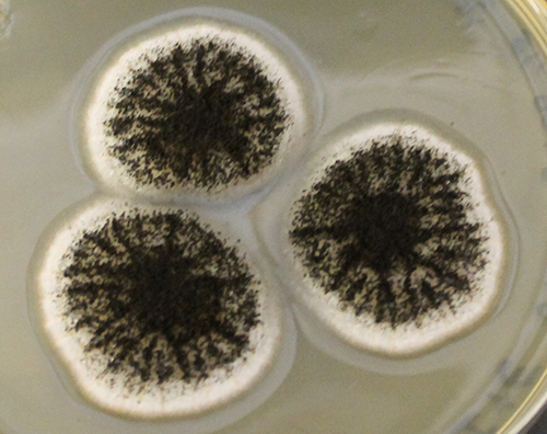 Aspergillus niger met zwarte sporen